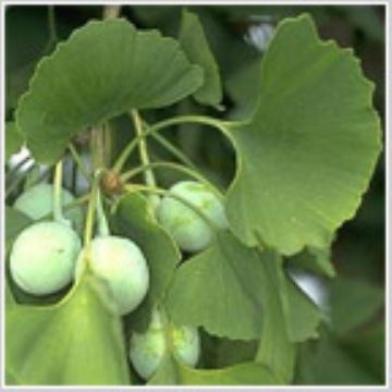 Ginkgo Biloba Extract